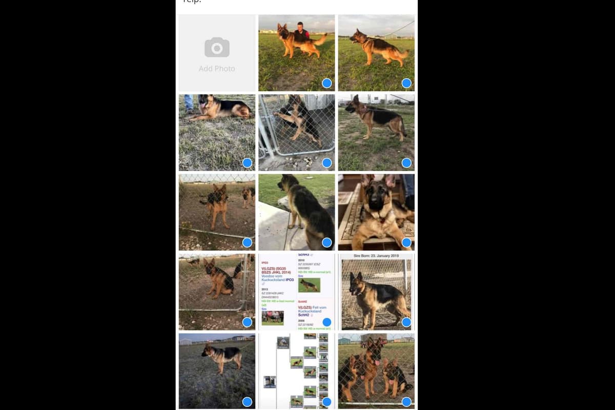 German Shepherd Dog Puppies breeder image 14