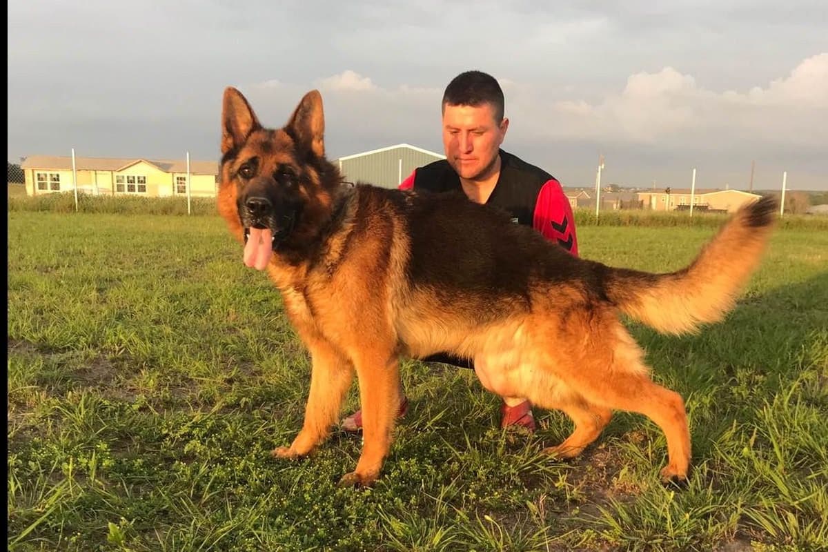 German Shepherd Dog Puppies breeder image 16