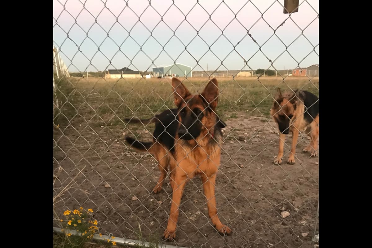 German Shepherd Dog Puppies breeder image 17