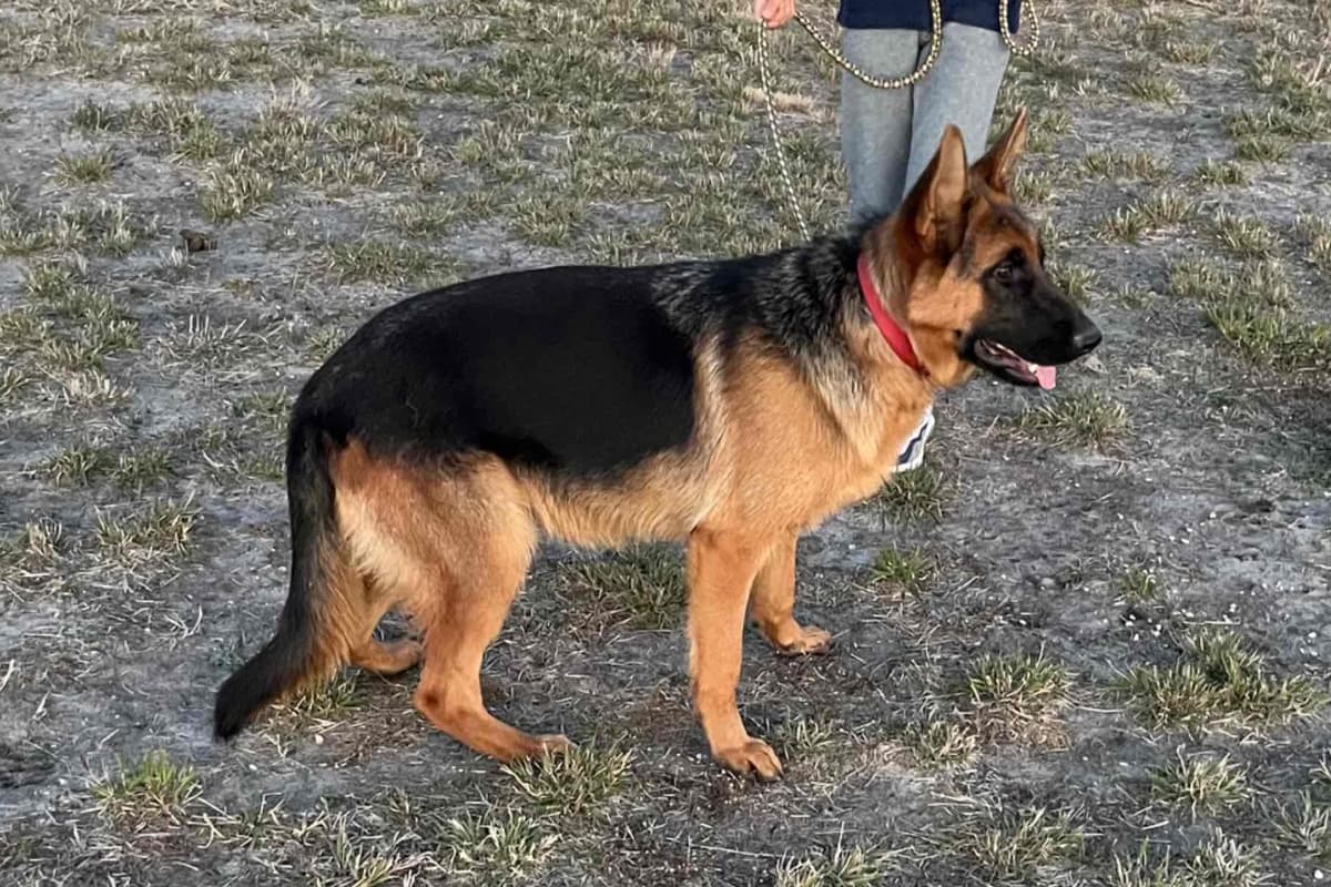 German Shepherd Dog Puppies breeder image 18