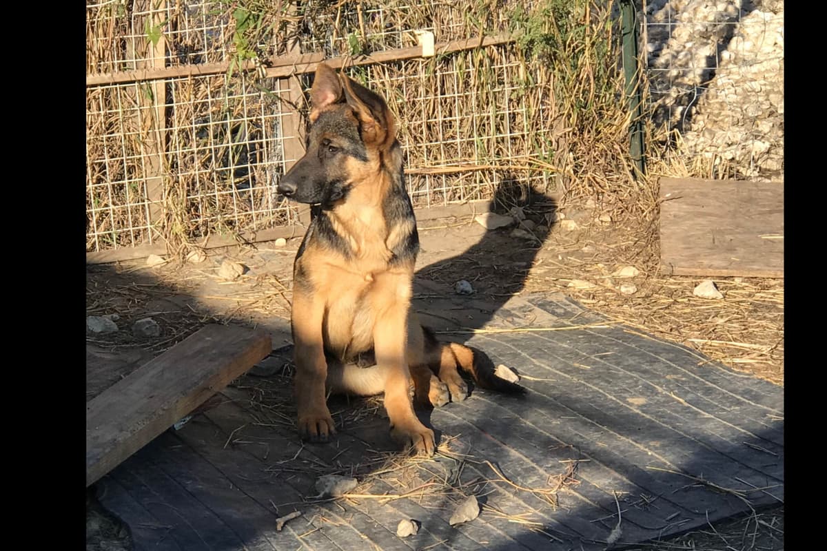 German Shepherd Dog Puppies breeder image 19