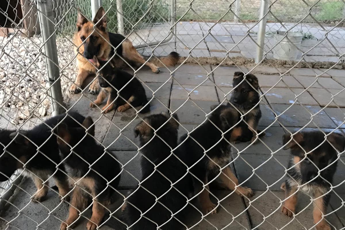 German Shepherd Dog Puppies breeder image 23