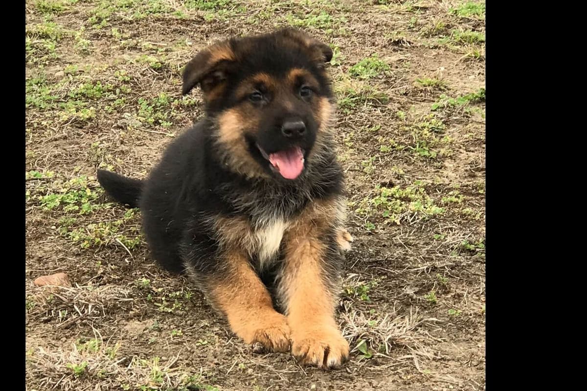 German Shepherd Dog Puppies breeder image 24