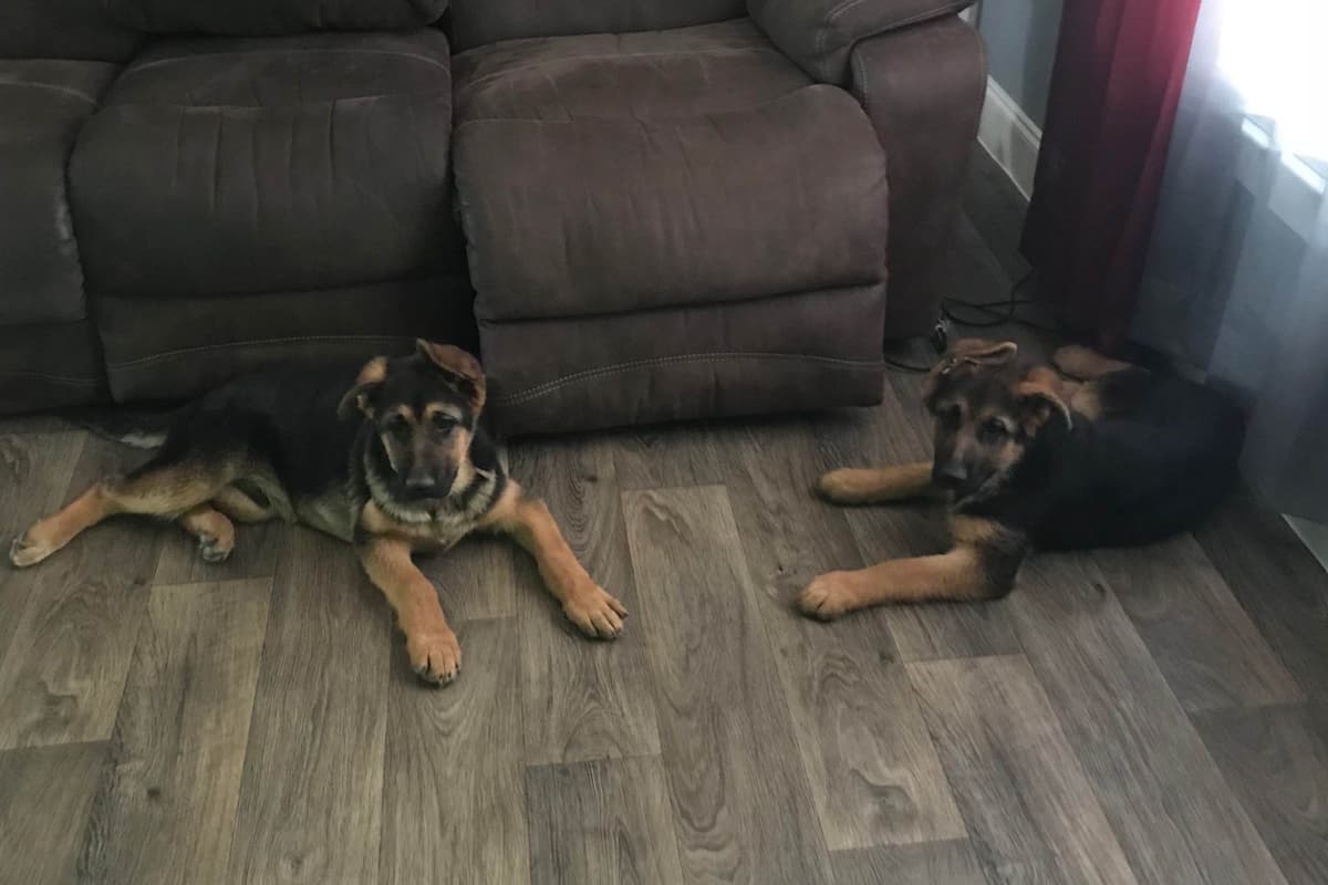 German Shepherd Dog Puppies breeder image 25