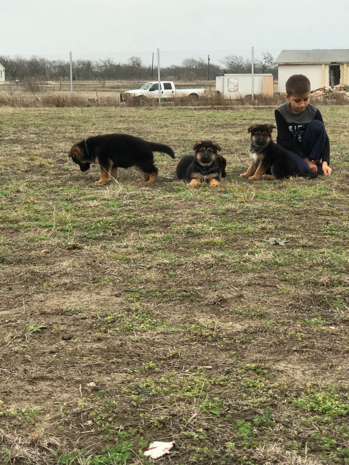 German Shepherd Dog Puppies breeder image 27