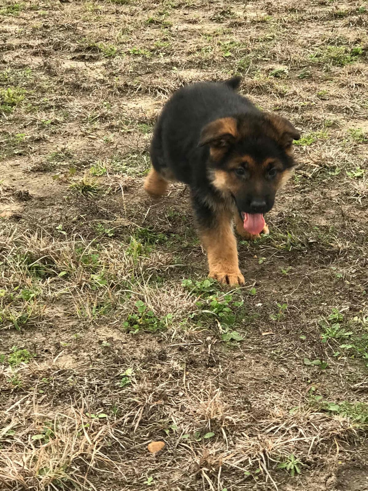 German Shepherd Dog Puppies breeder image 28
