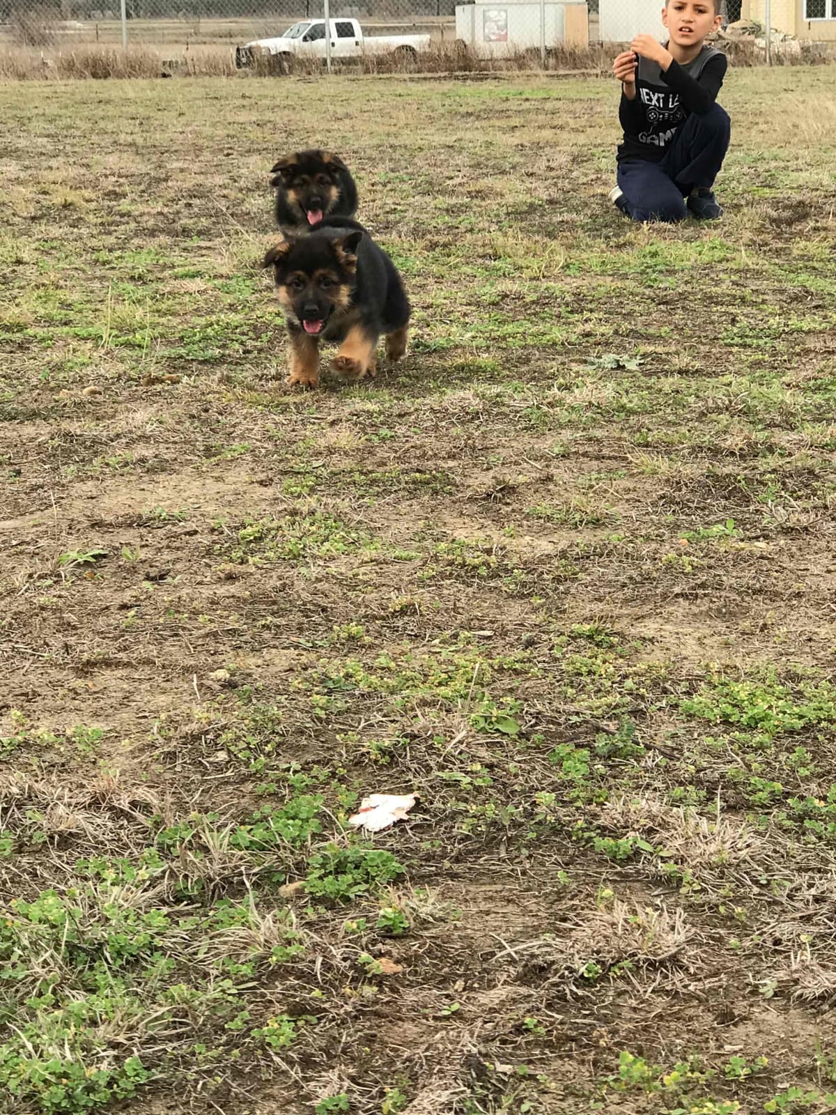 German Shepherd Dog Puppies breeder image 29