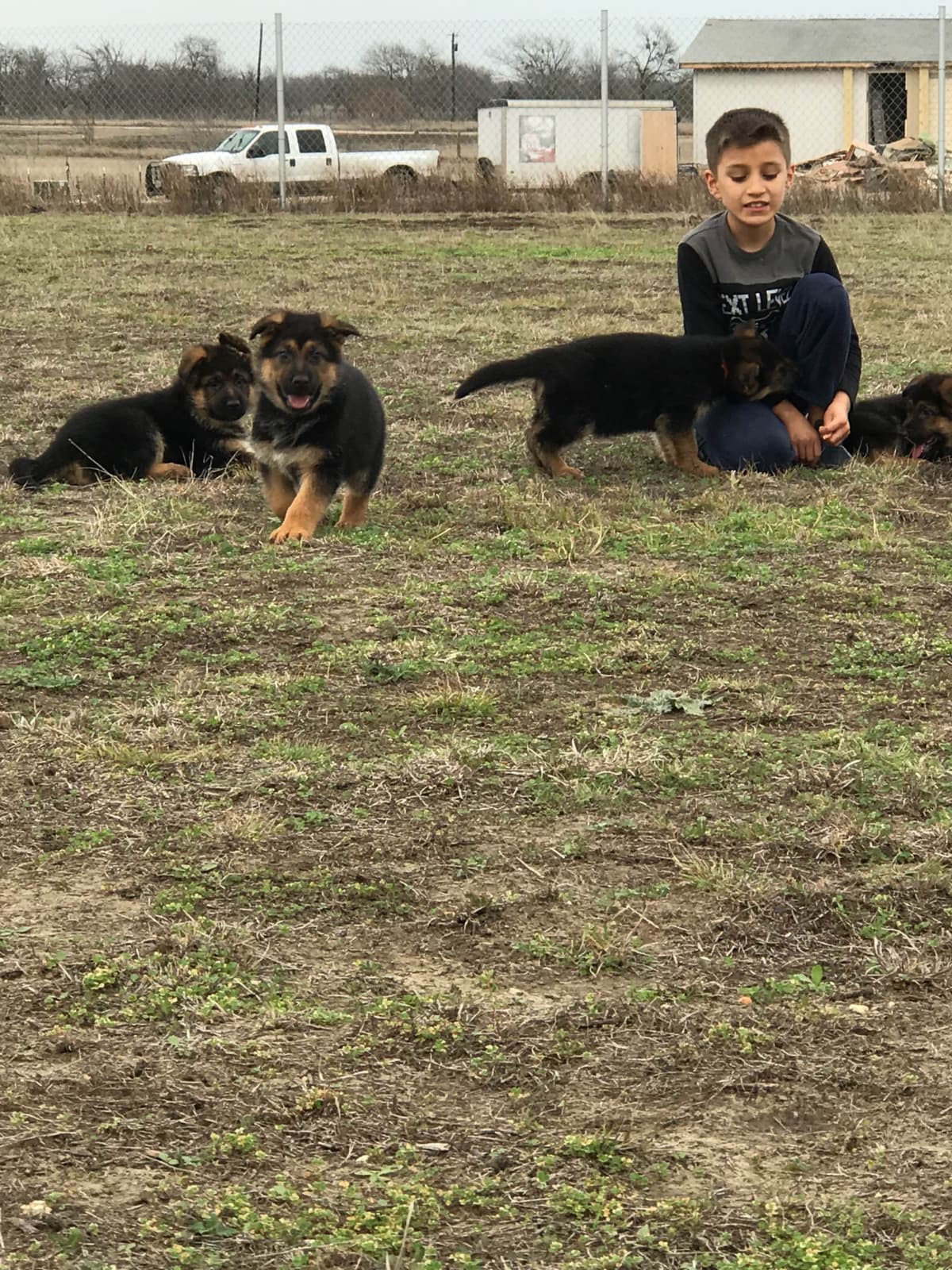 German Shepherd Dog Puppies breeder image 30