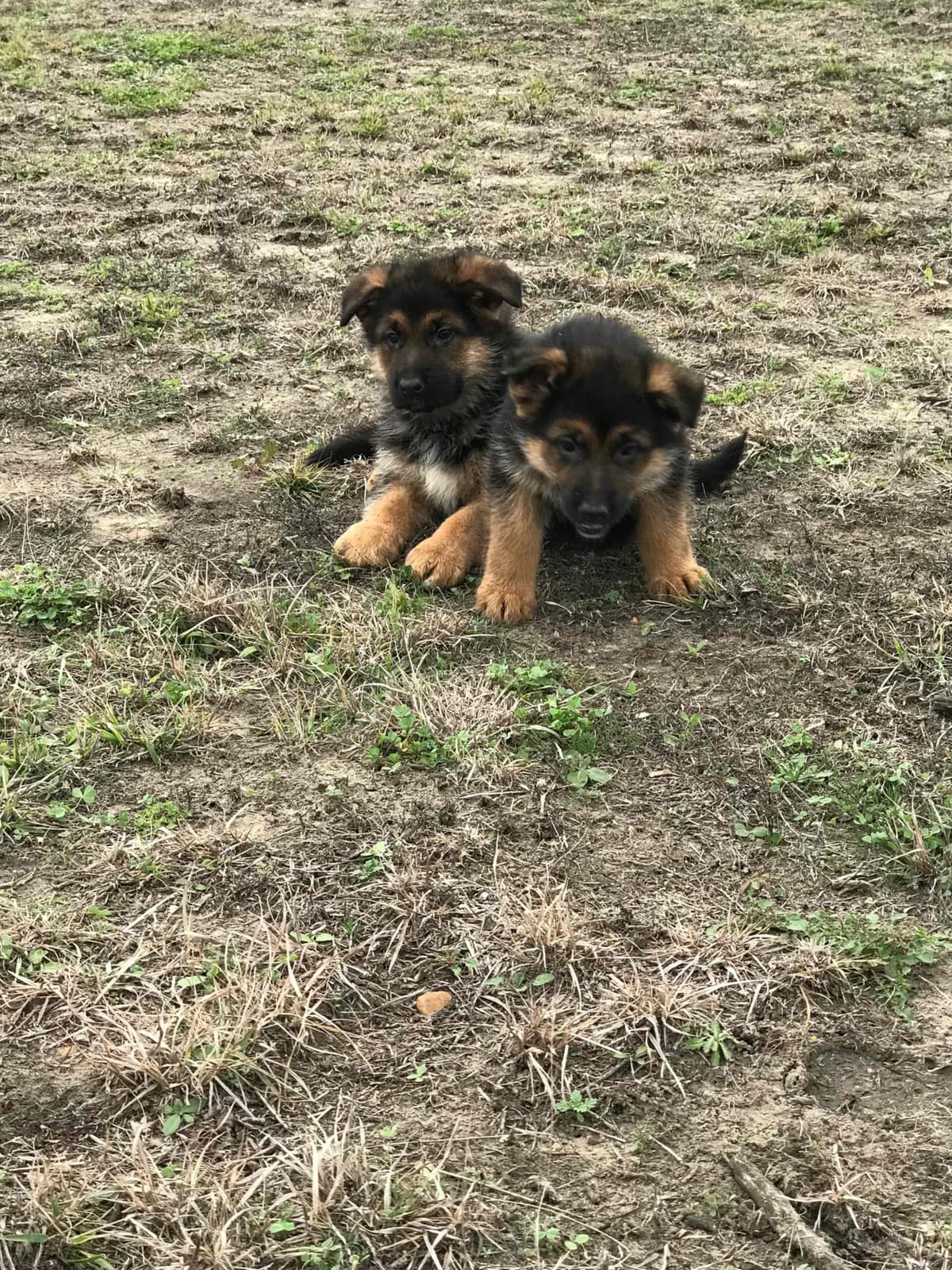 German Shepherd Dog Puppies breeder image 31