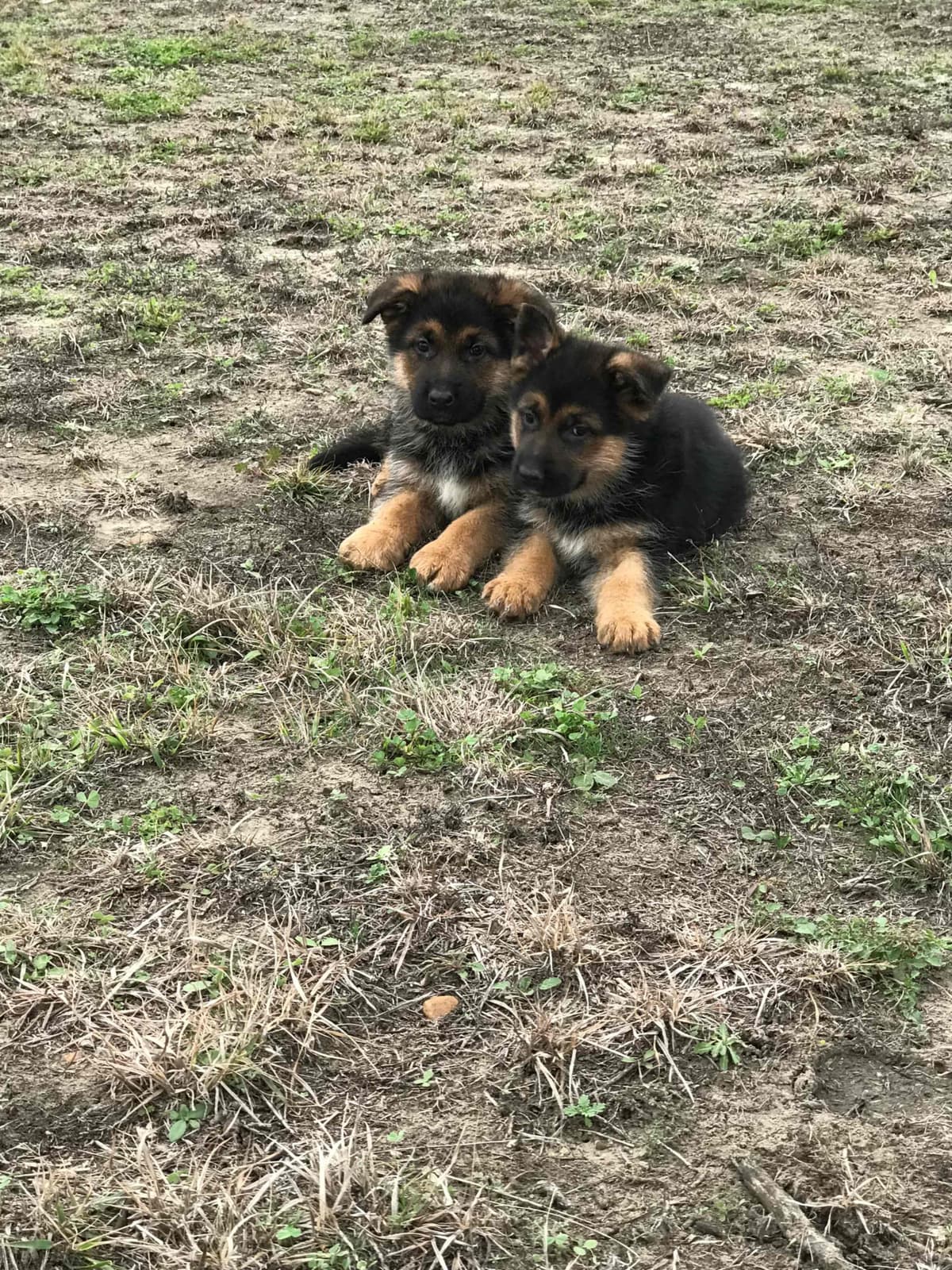 German Shepherd Dog Puppies breeder image 32