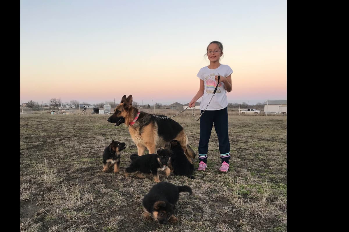 German Shepherd Dog Puppies breeder image 33