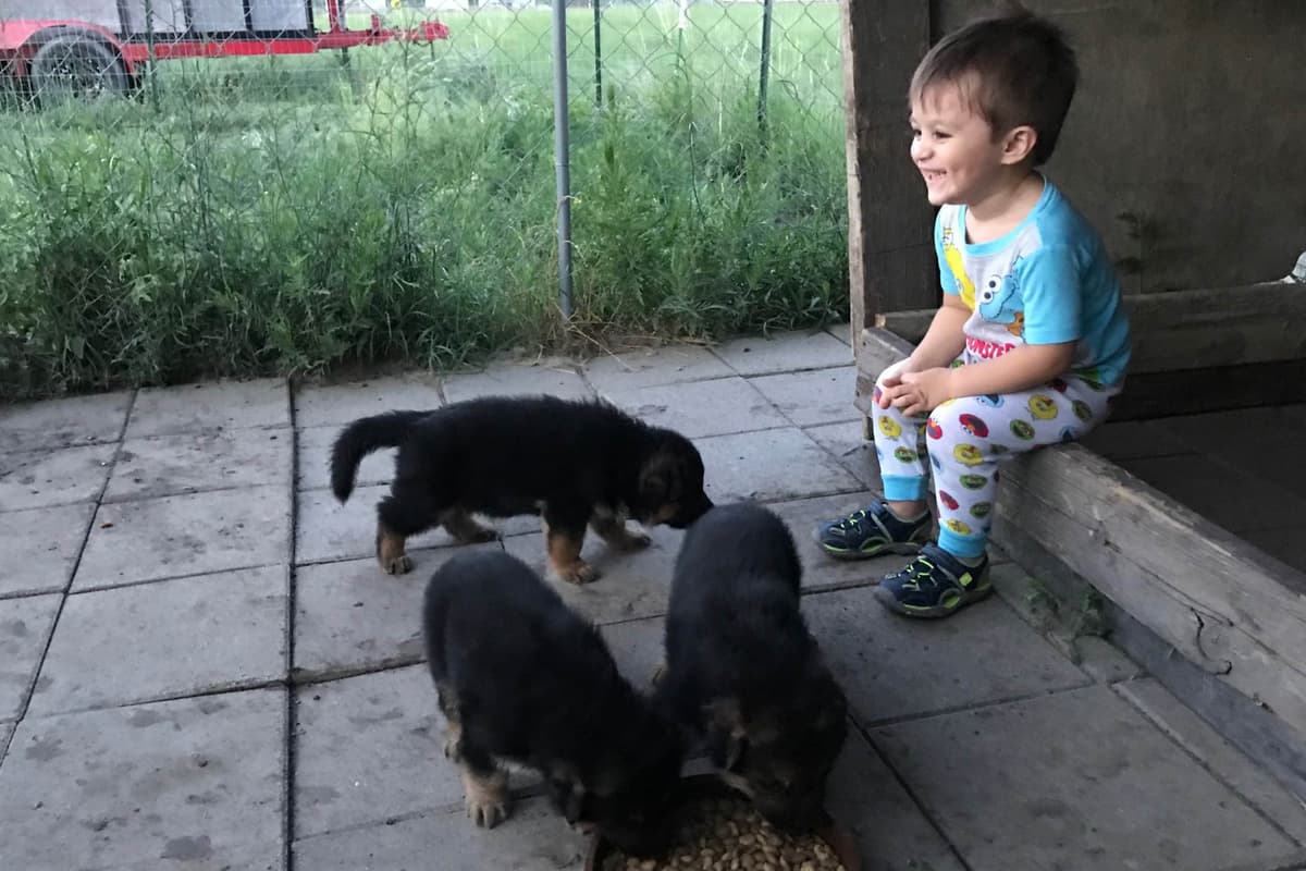 German Shepherd Dog Puppies breeder image 34