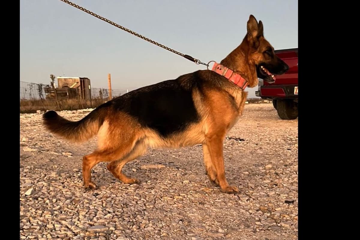 German Shepherd Dog Puppies breeder image 35