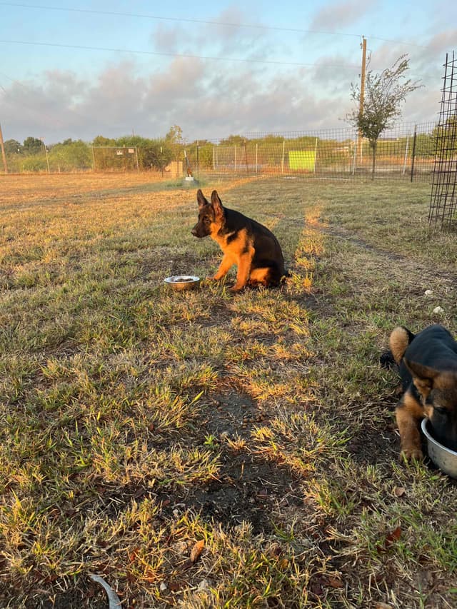 German Shepherd Dog Puppies media 2