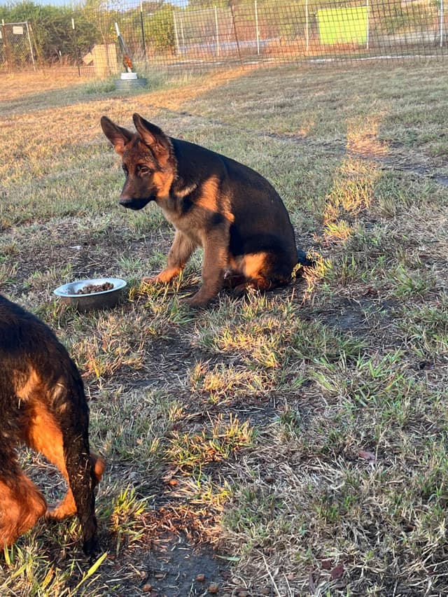 German Shepherd Dog Puppies media 3