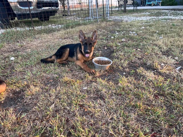 German Shepherd Dog Puppies media 4