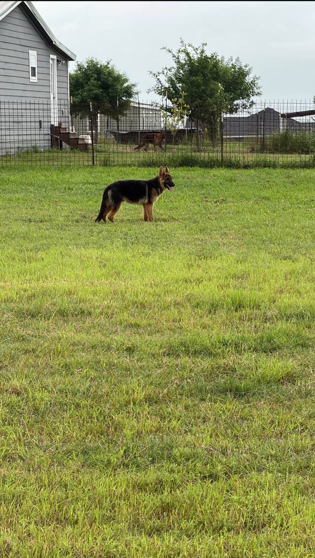 German Shepherd Dog Puppies media 3
