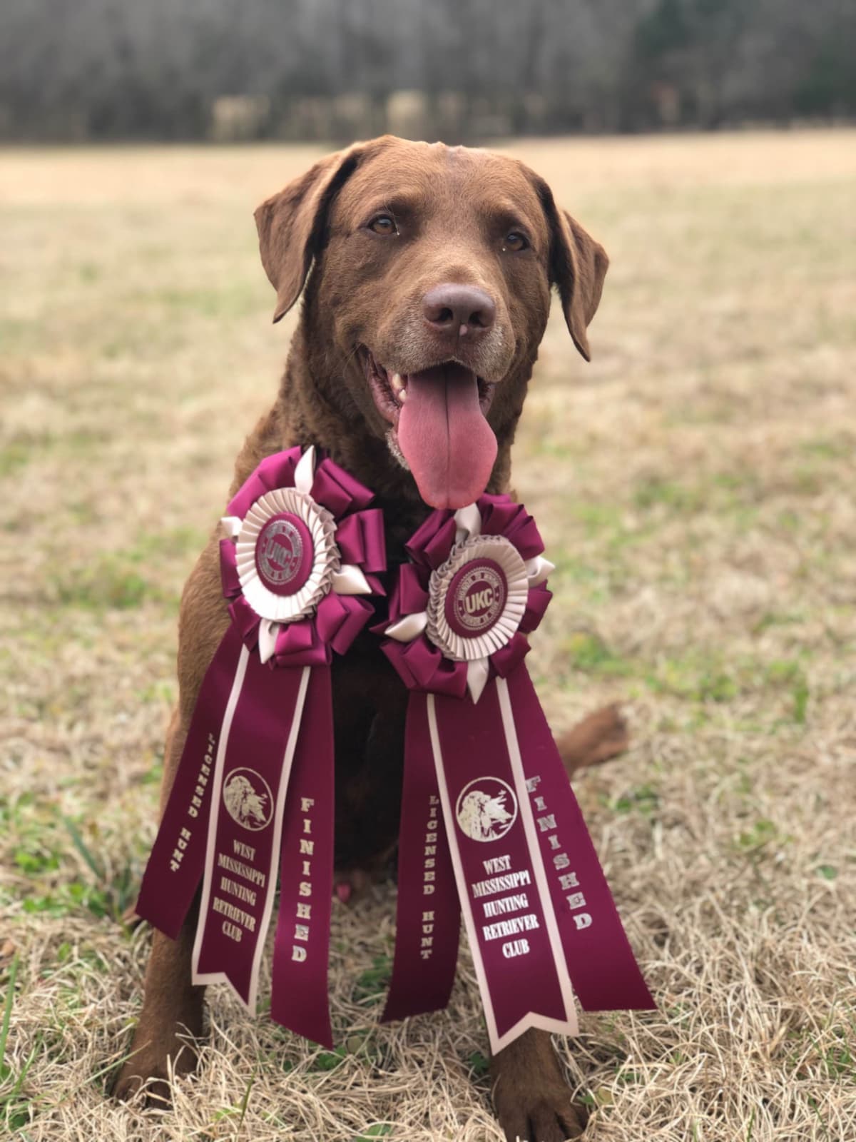 Chesapeake Bay Retriever Puppies breeder image 1