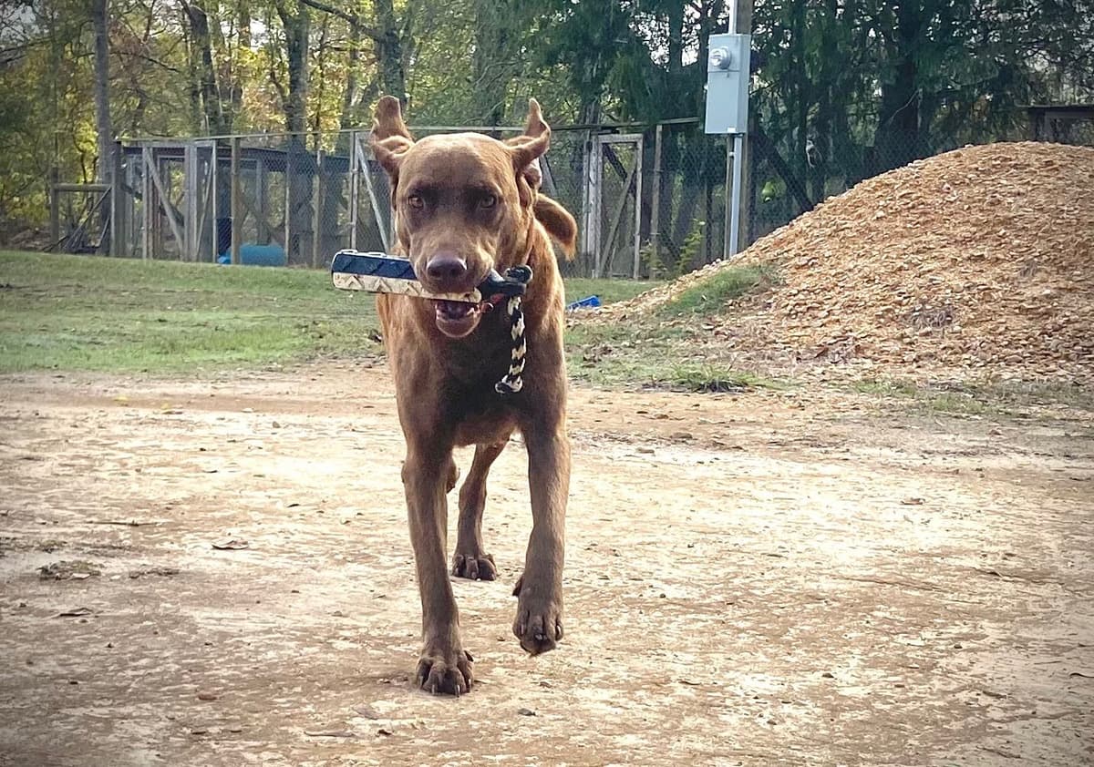 Chesapeake Bay Retriever Puppies breeder image 3