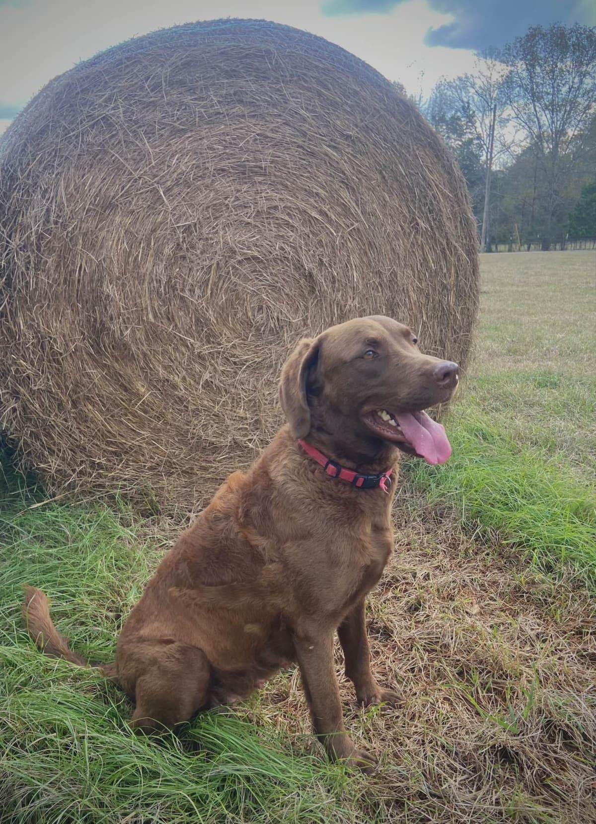 Chesapeake Bay Retriever Puppies breeder image 4