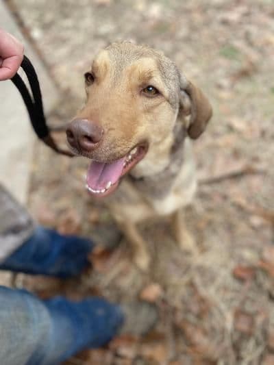 Chesapeake Bay Retriever Puppies media 2