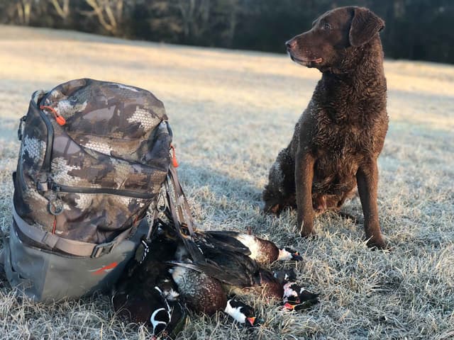 Chesapeake Bay Retriever Puppies media 5