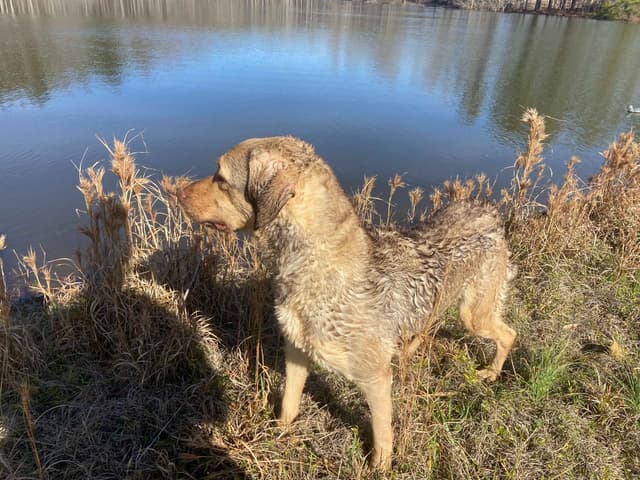 Chesapeake Bay Retriever Puppies media 6