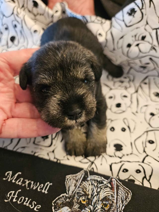 Miniature Schnauzer Puppies media 2