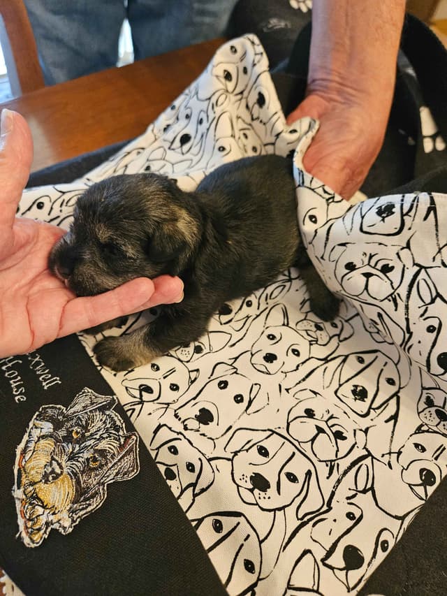 Miniature Schnauzer Puppies media 3
