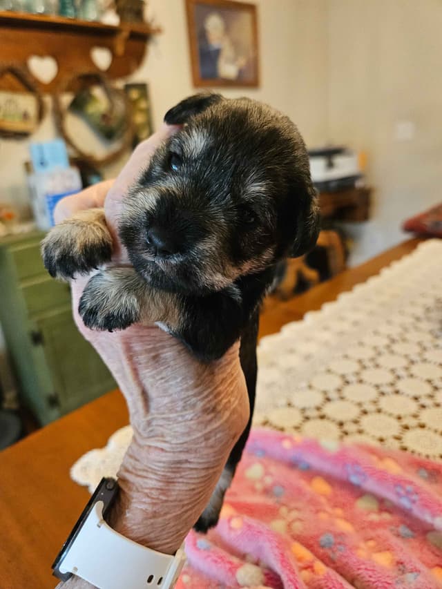 Miniature Schnauzer Puppies media 2