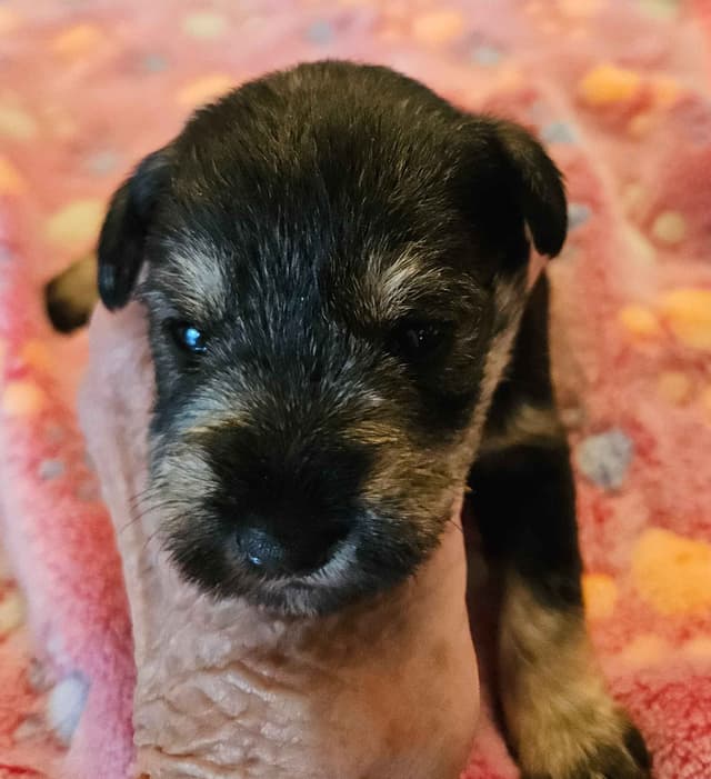Miniature Schnauzer Puppies media 3