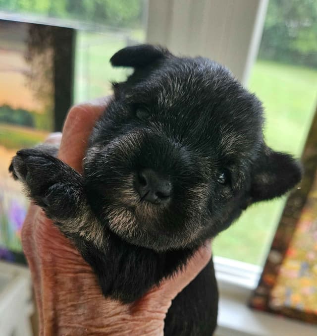 Miniature Schnauzer Puppies media 3