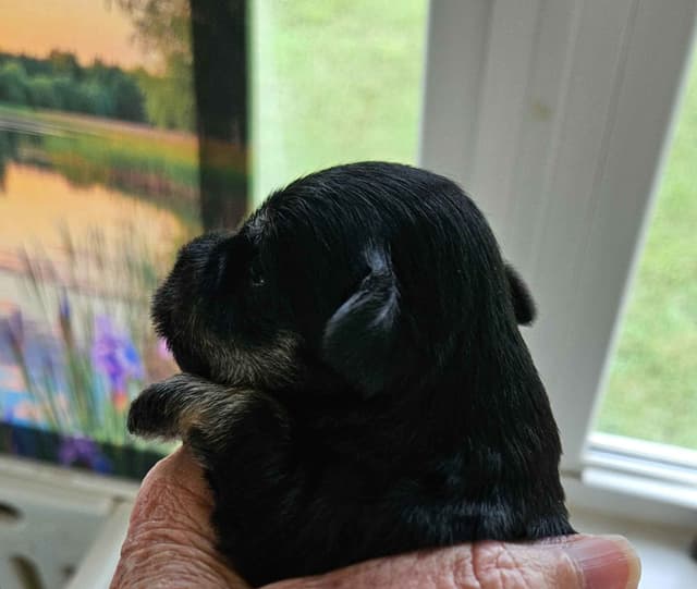 Miniature Schnauzer Puppies media 2
