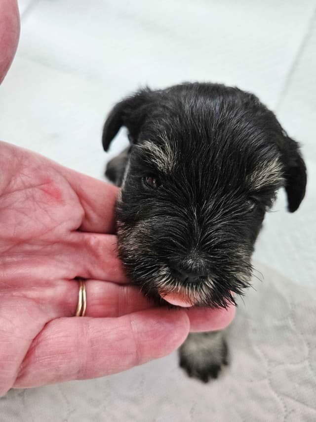 Miniature Schnauzer Puppies media 4