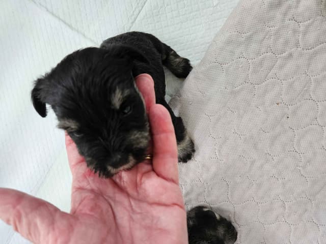 Miniature Schnauzer Puppies media 5