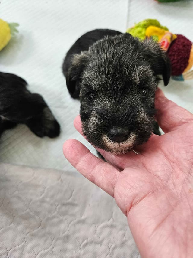 Miniature Schnauzer Puppies media 6