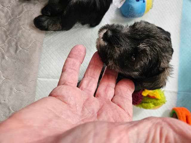 Miniature Schnauzer Puppies media 7