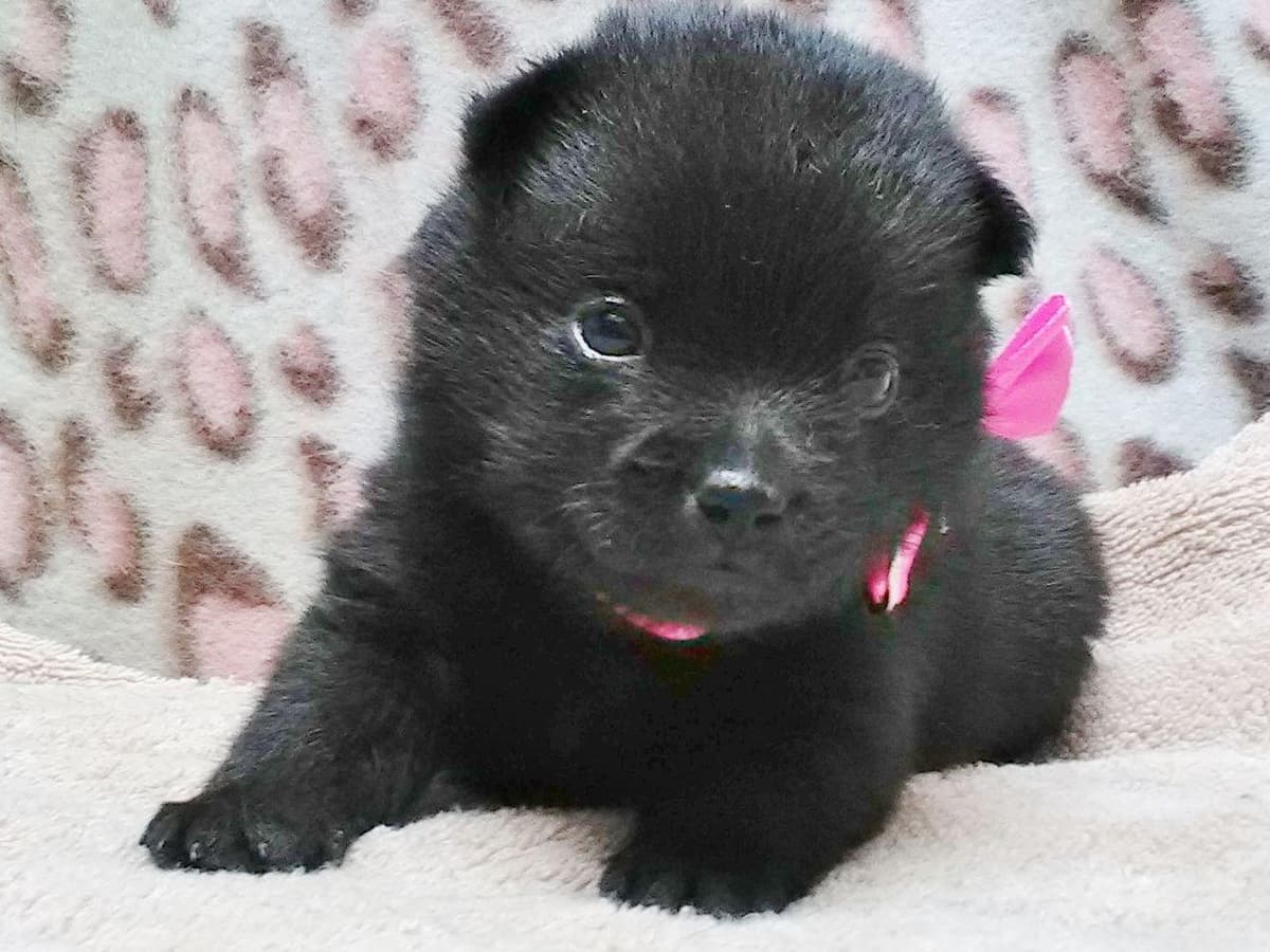 Schipperke Puppies breeder image 17