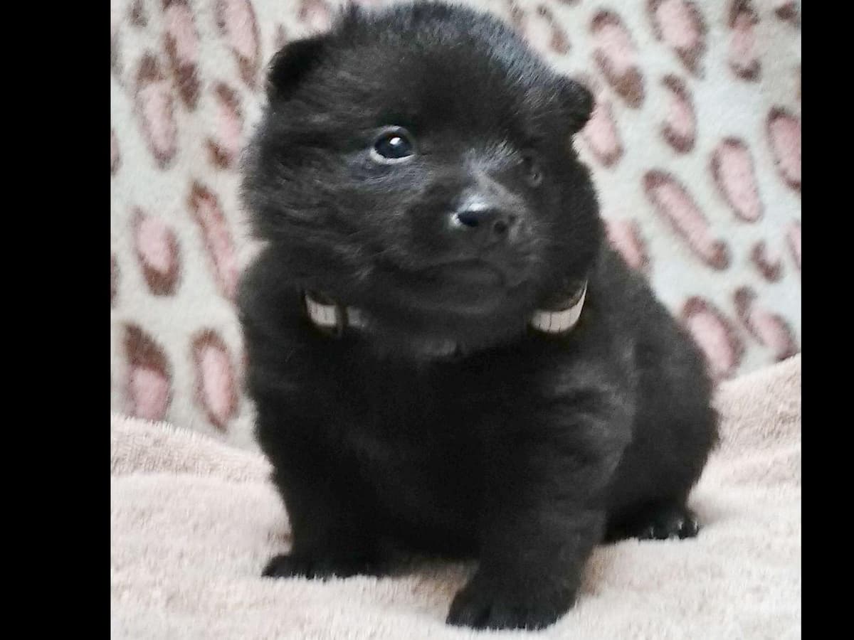 Schipperke Puppies breeder image 16
