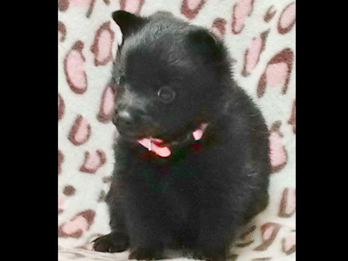 Schipperke Puppies breeder image 15