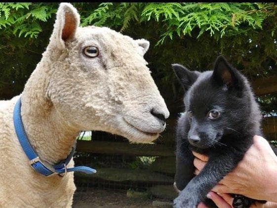 Schipperke Puppies breeder image 13