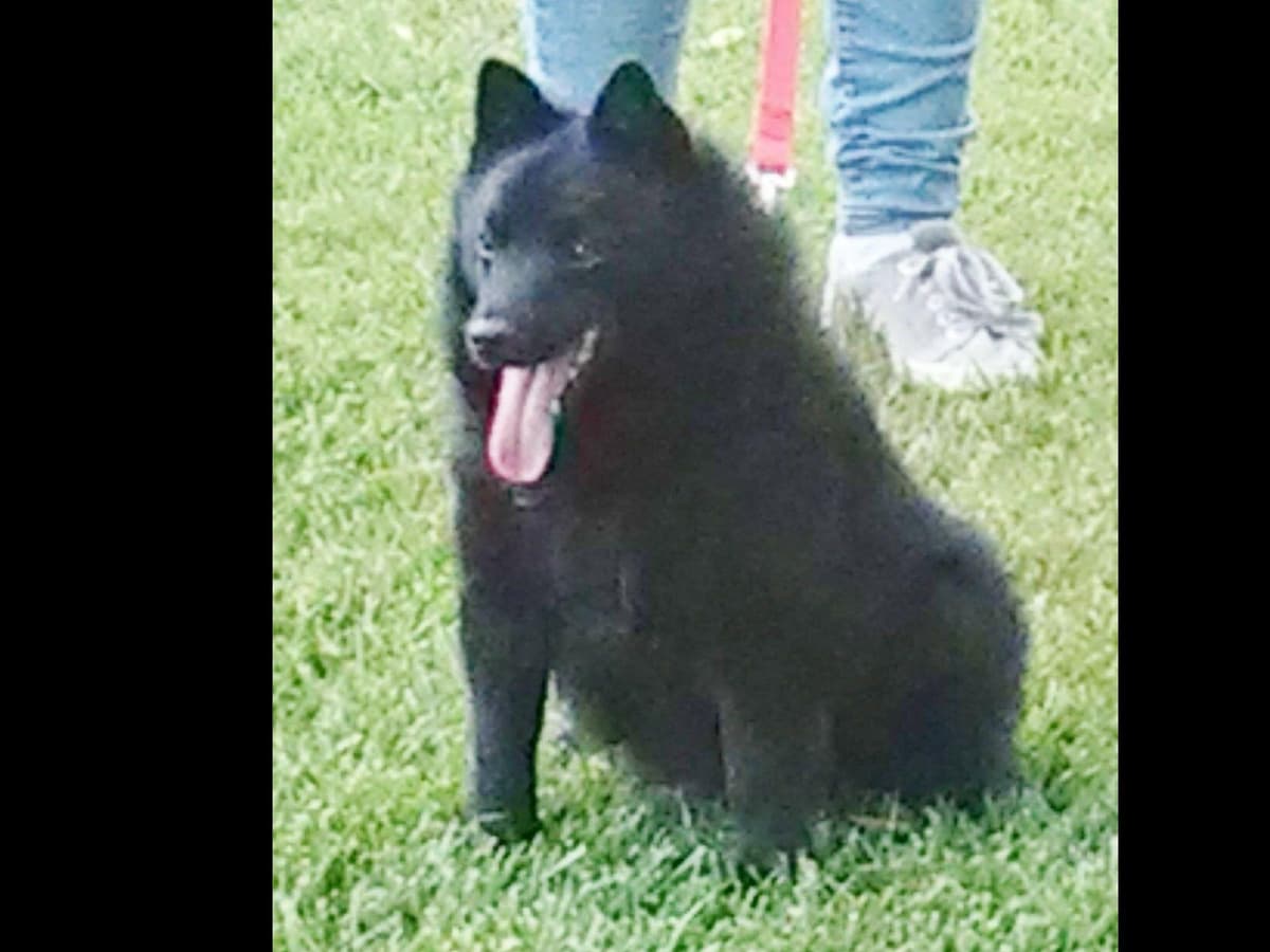 Schipperke Puppies breeder image 10