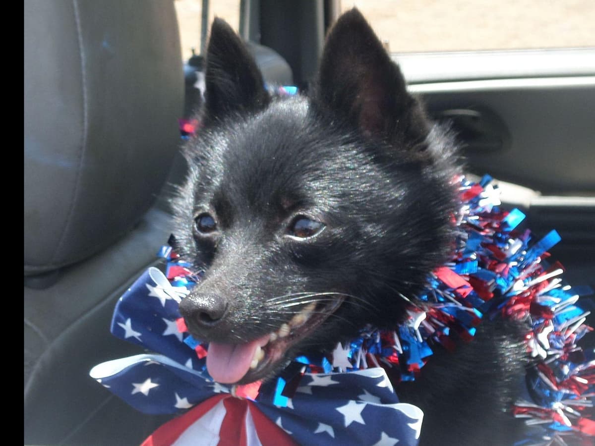 Schipperke Puppies breeder image 9