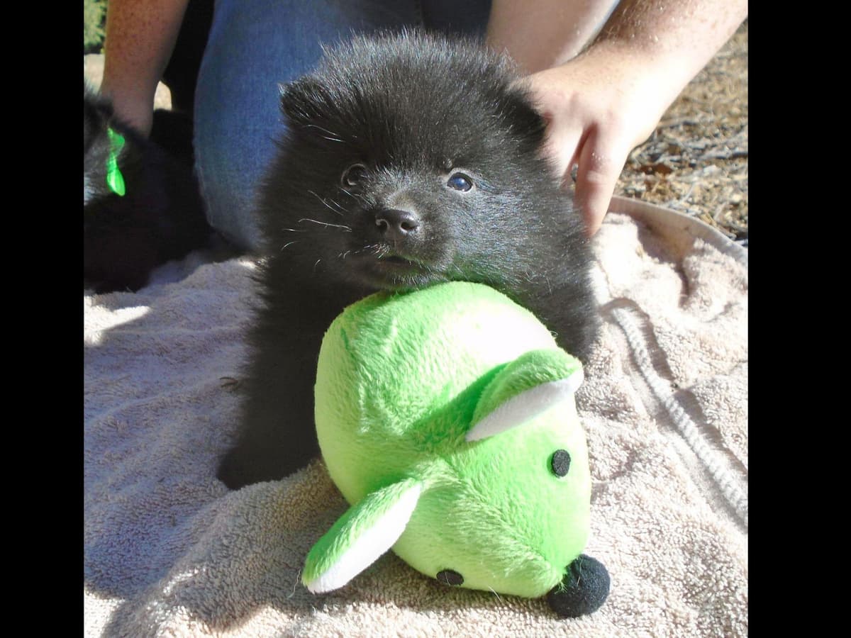 Schipperke Puppies breeder image 1