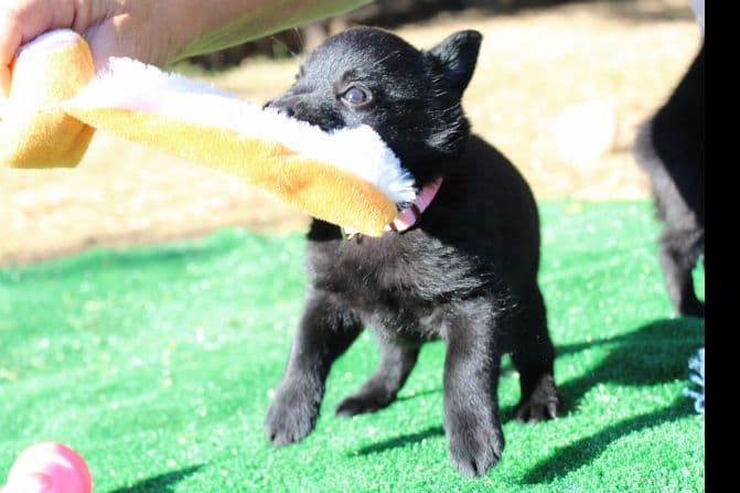 Schipperke Puppies breeder image 3