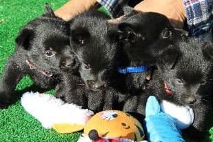 Schipperke Puppies breeder image 14