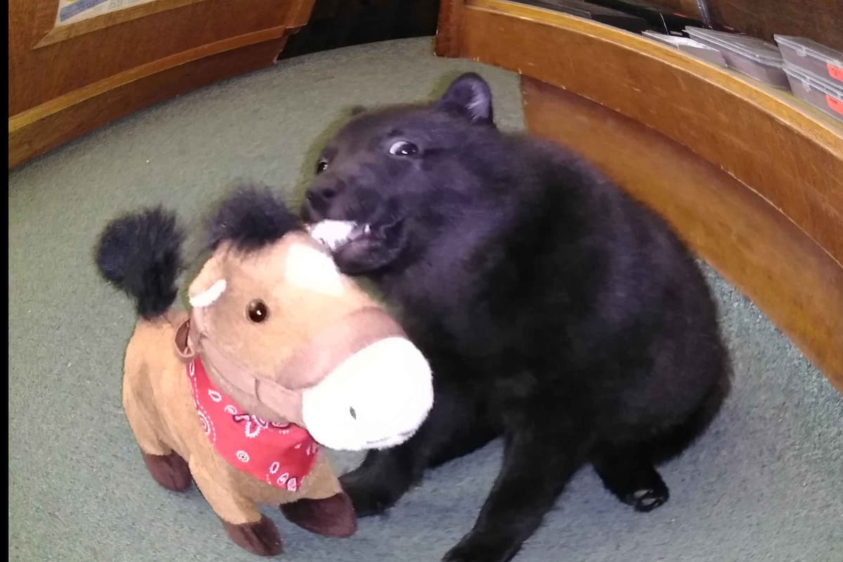 Schipperke Puppies breeder image 5