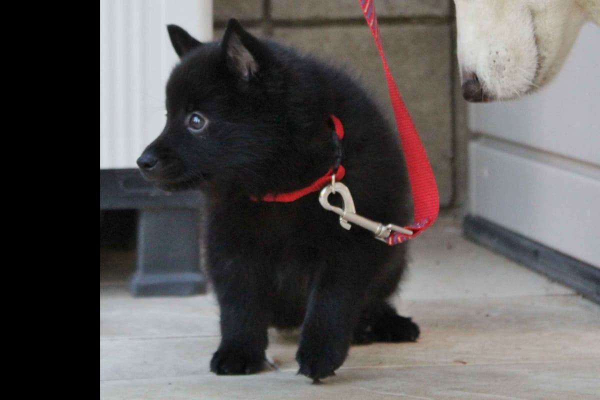 Schipperke Puppies breeder image 6