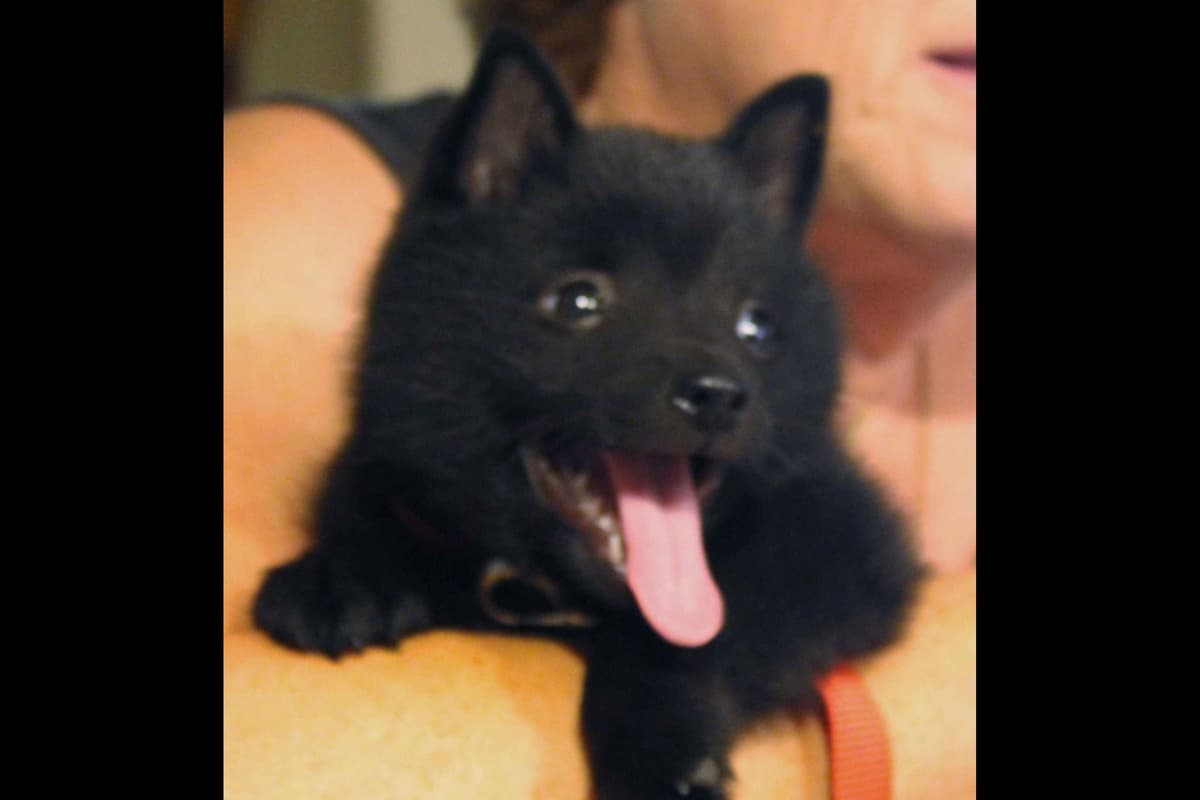 Schipperke Puppies breeder image 4