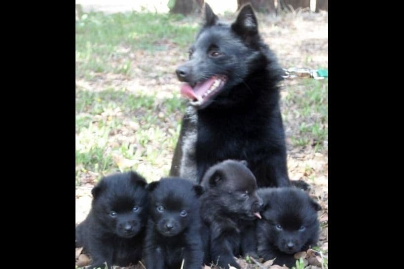 Schipperke Puppies breeder image 8